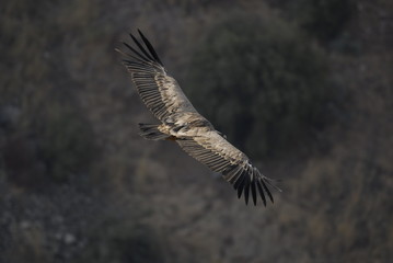 Griffon Vulture (Gyps fulvus)