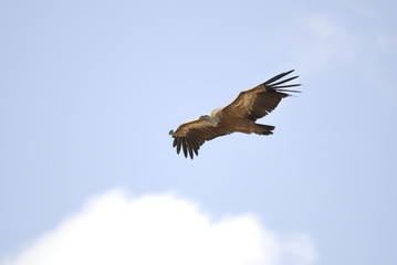 Griffon Vulture in flight