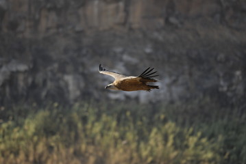 Griffon Vulture (Gyps fulvus)