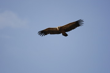 Griffon Vulture (Gyps fulvus)