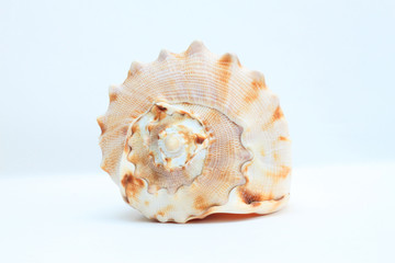 Obraz premium Sea shell