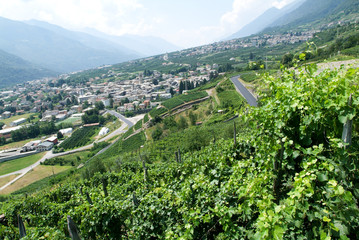 Fototapeta na wymiar Vineyards of Valtellina