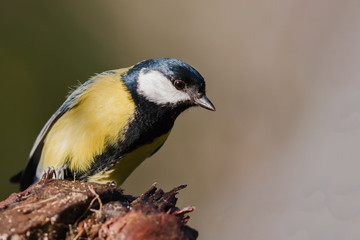Obraz premium careful observation of the great tit