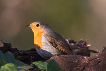 Robin in the woods