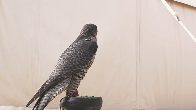 Peregrine falcon sitting on perch back facing