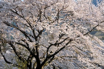 相模湖の桜