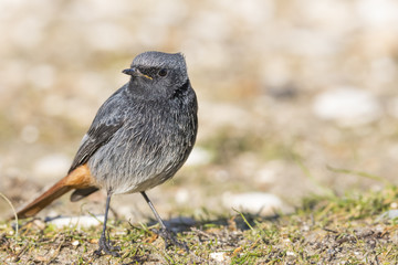 Black Redstart male