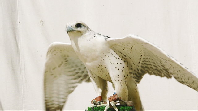 Restless gyr falcon on perch