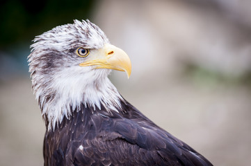 Rapace pyrargue à tête blanche