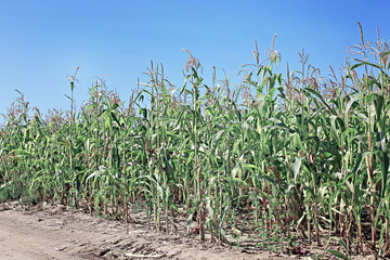 Young corn seedlings in the field