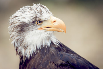Aigle des steppes