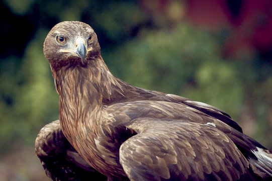 Aigle royal