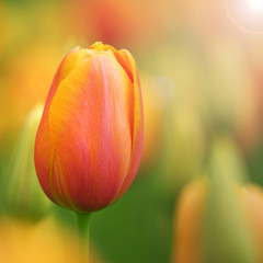 Colorful blurry tulip background
