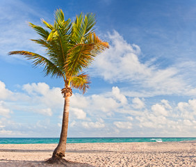 Palm tree at the beach in Miami Florida USA,