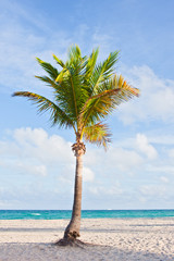 Palm tree at the beach in Miami Florida USA,