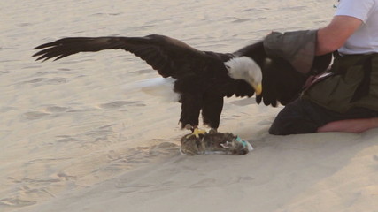 Eagle trainer picking up Bald eagle from lure