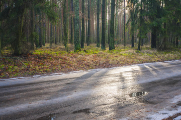 Fototapeta premium Forest