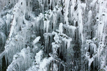 trees and bushes covered with thick white ice	