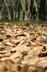 dried leaf in the forrest
