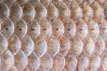 Fish scales © andregric