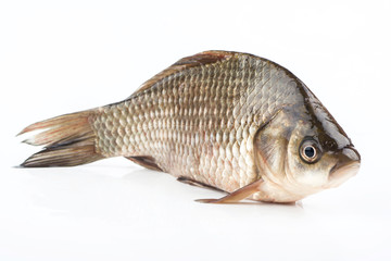 Fish crucian
