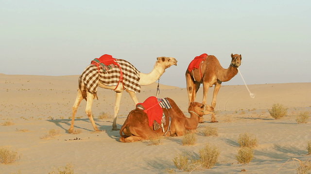 Three saddled camels in the desert waiting for riders
