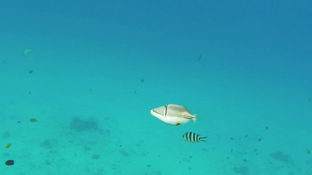 Picasso triggerfish (Rhinecanthus assasi) in Red Sea, Egypt.