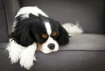 sleeping dog