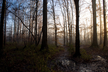 Obraz premium Foggy Path