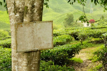 blank signboard on tree