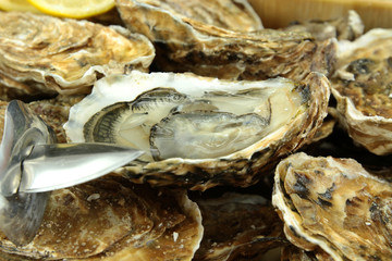 bourriche d'huîtres
