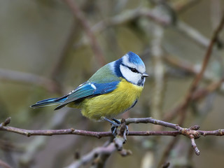 Eurasian blue tit (Cyanistes caeruleus)