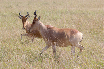 Naklejka na ściany i meble Hartebeests in Serengeti National Park, Tanzania