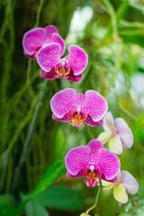Malaysian Borneo orchid garden
