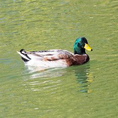 Obraz premium duck on the lake in the nature