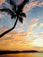 palm tree at sunset on the island of Hawaii