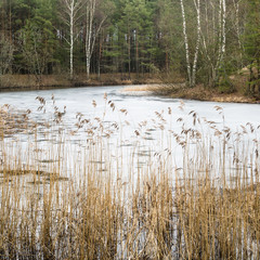 Spring March landscape at wood lake