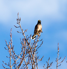 starling on tree