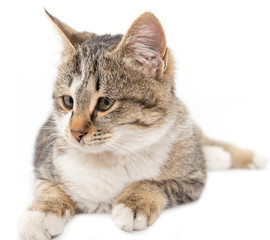 cat on a white background