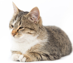 cat on a white background