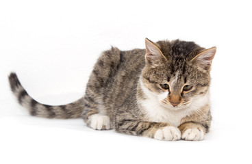 cat on a white background
