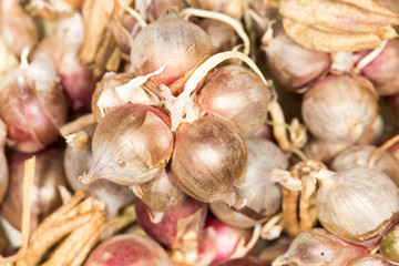 dry onions for seed