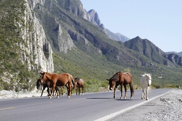 Fototapeta na wymiar la huasteca - wildlife - wild horses