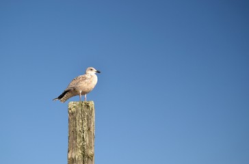 Jeune mouette posée sur un poteau