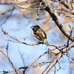 sparrow in nature