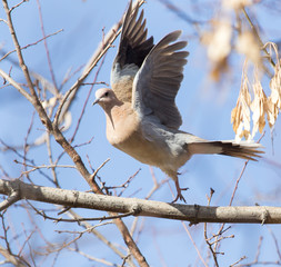 dove in nature