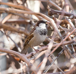 sparrow in nature