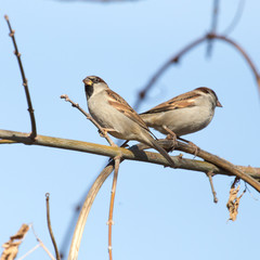 sparrow in nature