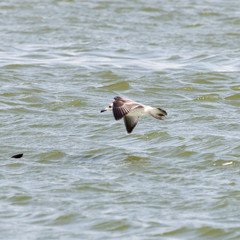seagull in flight