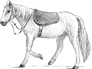 saddled horse